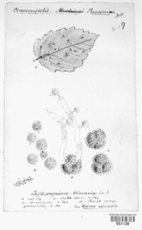 Triphragmium ulmariae image